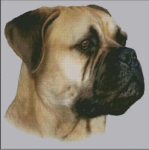 (image for) Bullmastiff (No Background)